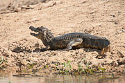 Picture 'Br1_1_00700 Caiman, Pantanal Caiman, Brazil'